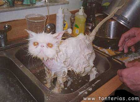 Lavando o Gato